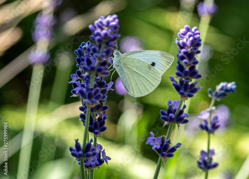 motyl bielinek na kwiatach lawendy © Henryk Niestrój