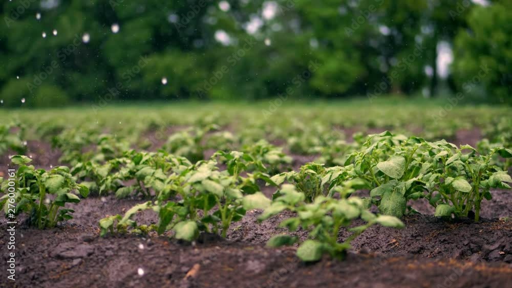 close-up. small green potatoe bushes grow in soil, in rows, on agricultural field, irrigated by a special watering pivot sprinkler system. growing potato. warm spring day,