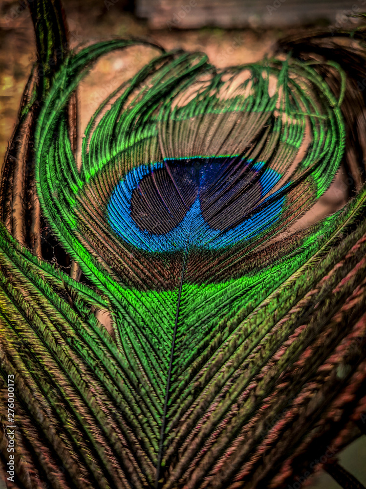 Obraz premium peacock feather