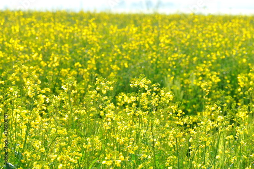 Blooming canola field in the early morning