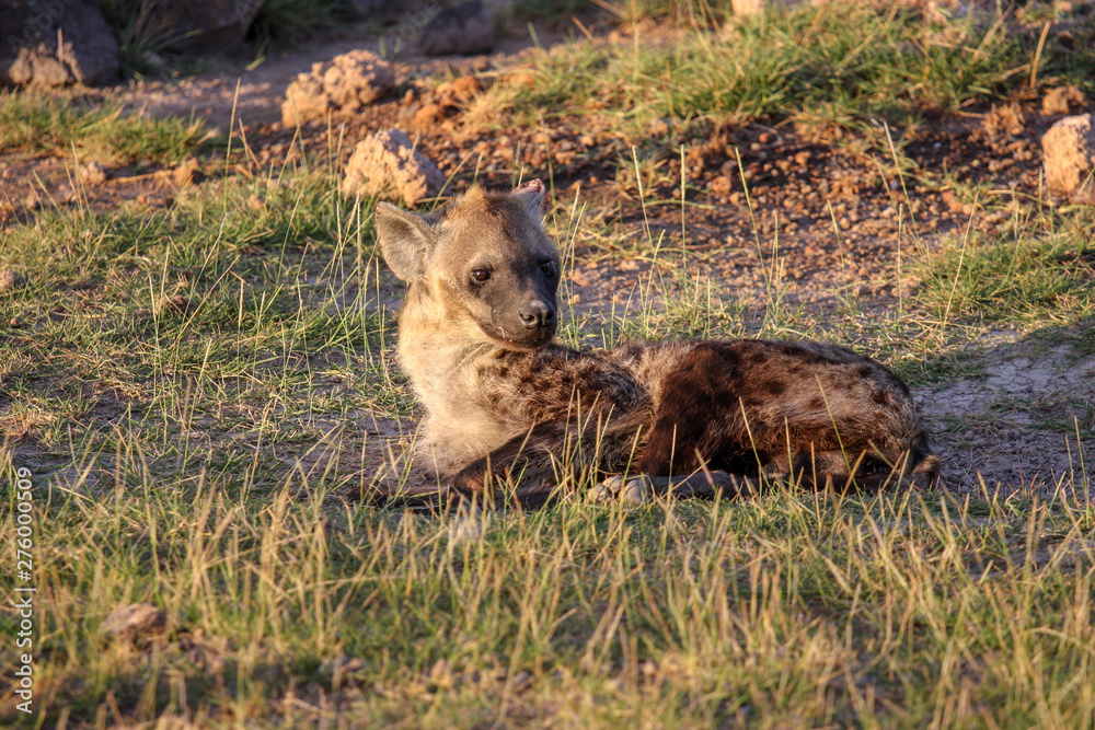 Cub hyena in the rays of the setting sun. Tanzania. Cub hyena in the rays of the setting sun. Tanzania.