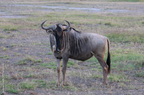 Static wildebeest in the savannah plain of Amboseli. Park in Kenya