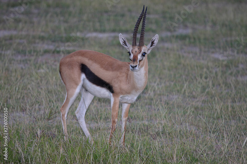 Thomson's gazelle on savanna in National park. Kenya, Africa