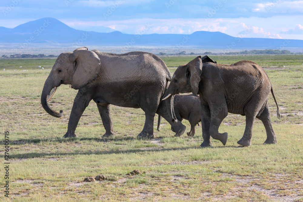 Elephants Herd On Savanna. Safari In Amboseli, Kenya, Africa