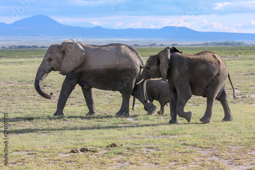 Elephants Herd On Savanna. Safari In Amboseli  Kenya  Africa