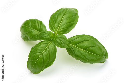 Sweet basil herb leaves, isolated on white background. Genovese basil