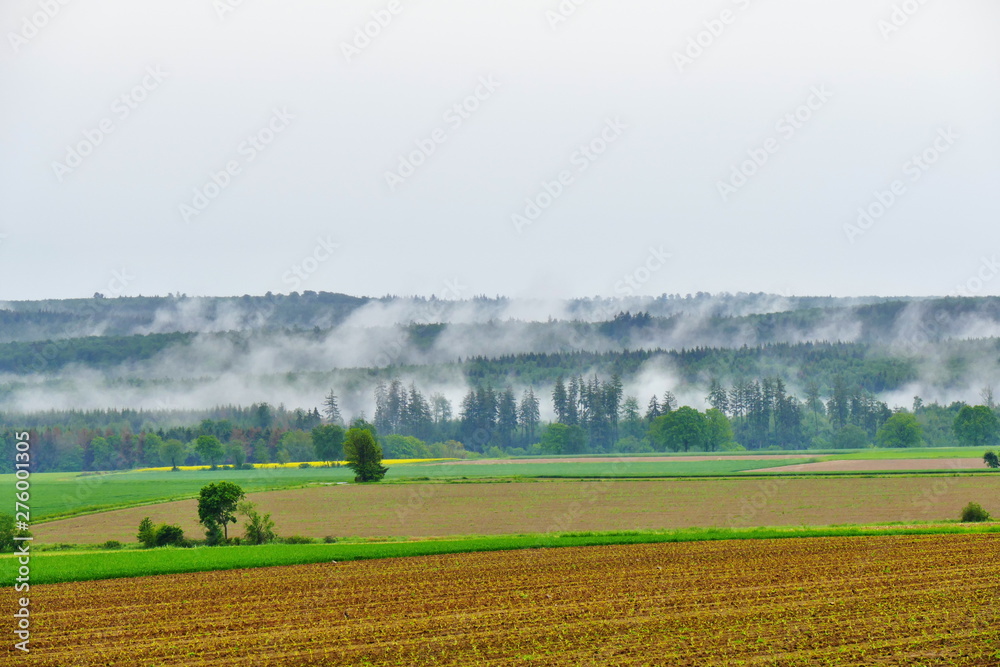 Fototapeta premium Fog after heavy rain fuming from the forest