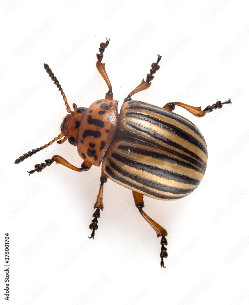 Leptinotarsa decemlineata The Colorado potato beetle is a serious pest of potatoes, tomatoes, eggplants. Leptinotarsa decemlineata The Colorado potato beetle is a serious pest of potatoes, tomatoes, eggplants.