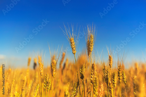 rural landscape with a fiel...
