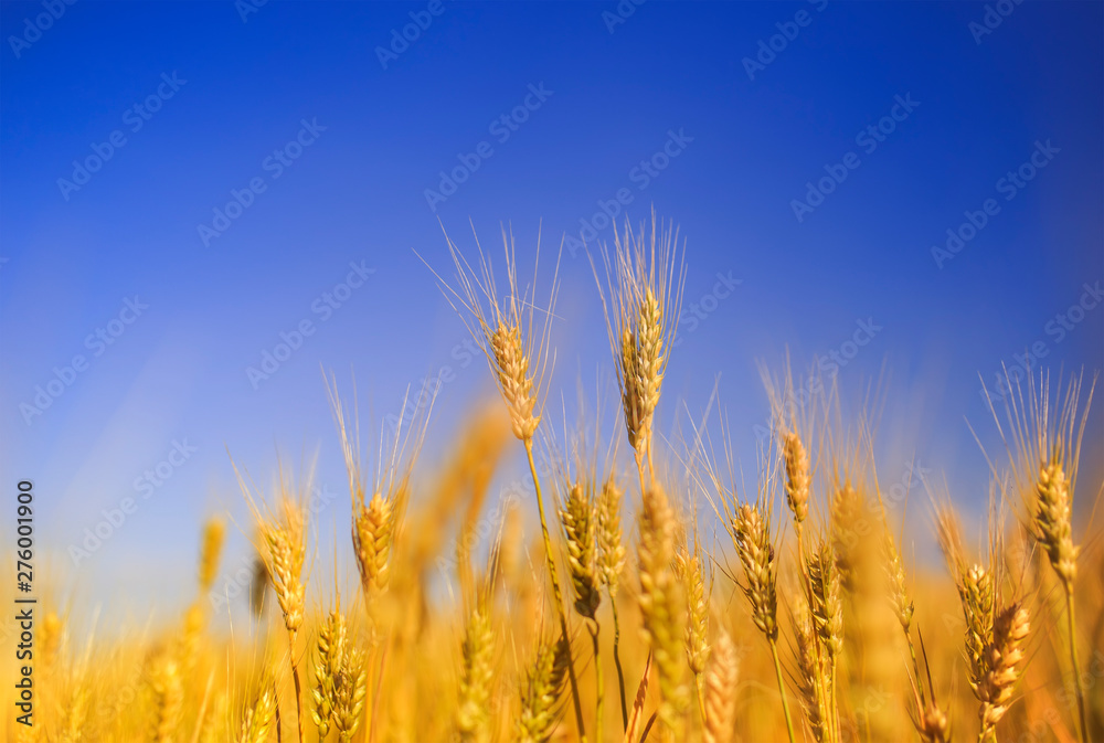 natural rural landscape with a field of Golden wheat ears against a blue clear sky matured on a warm summer Sunny day natural rural landscape with a field of Golden wheat ears against a blue clear sky matured on a warm summer Sunny day