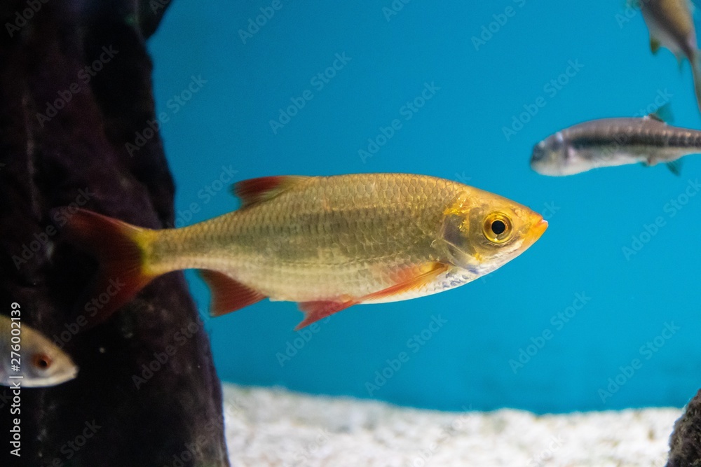 Fototapeta premium Fish swims in the aquarium in the aquarium. The inhabitants of the sea. Sea fish.