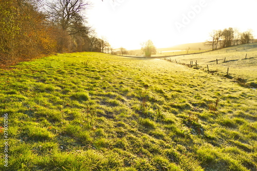 Meadow in the early morning with sun shining through the fog