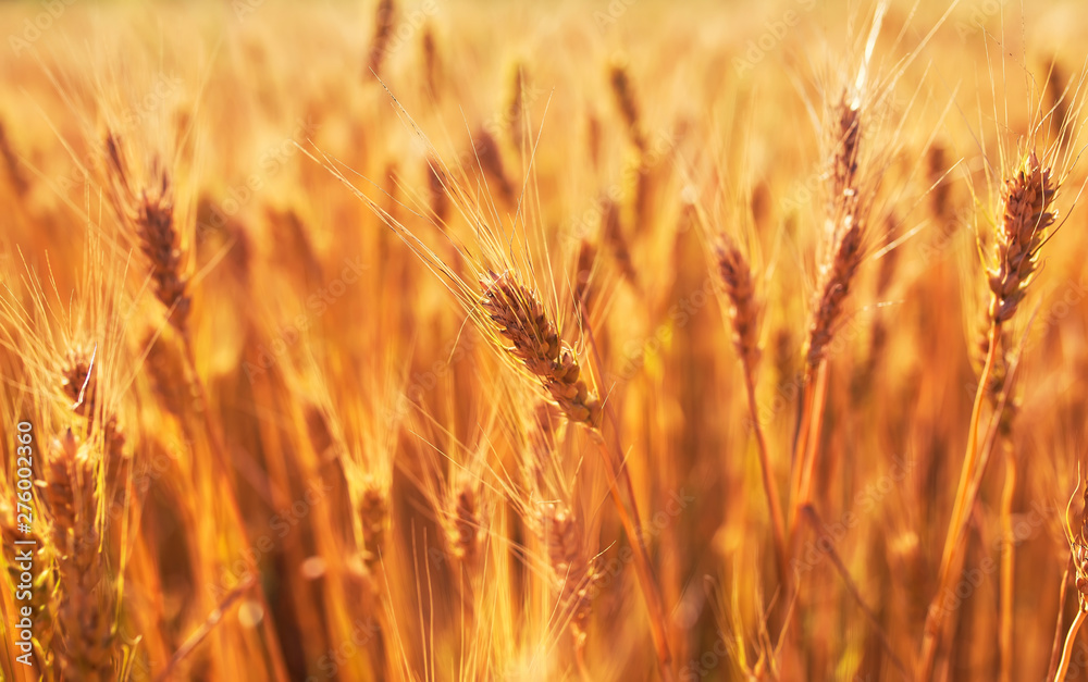 rural landscape with a field of Golden ears of wheat ripened on a warm summer Sunny day rural landscape with a field of Golden ears of wheat ripened on a warm summer Sunny day