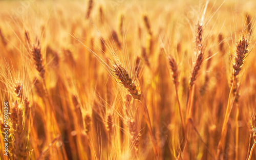 rural landscape with a field of Golden ears of wheat ripened on a warm summer...