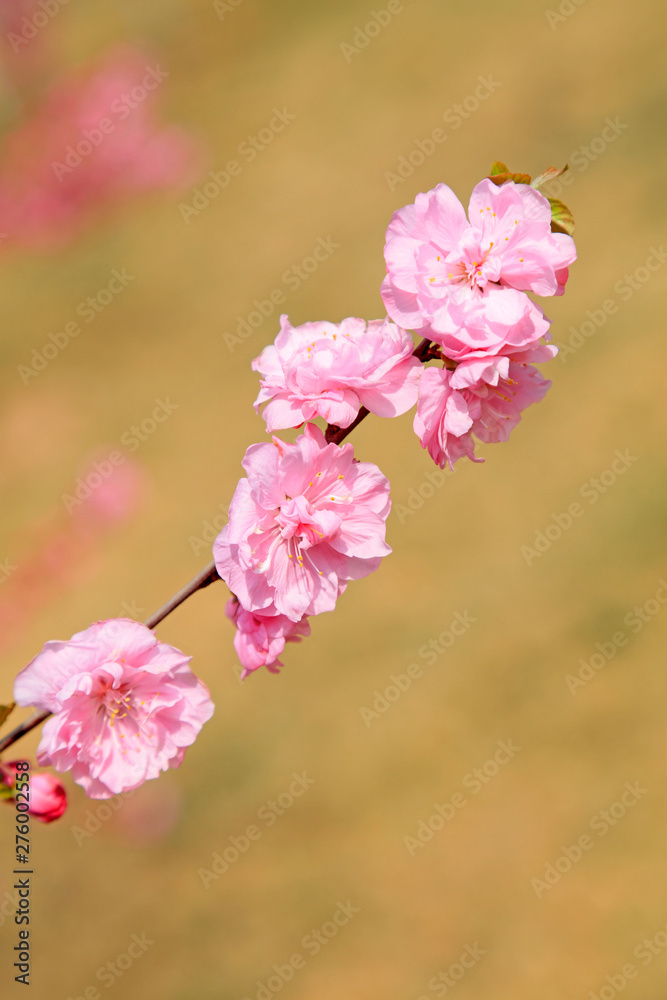 Peach blossoms in the park