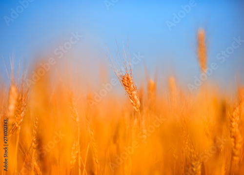 rural landscape with a field of Golden wheat ears against a blue clear sky ma...