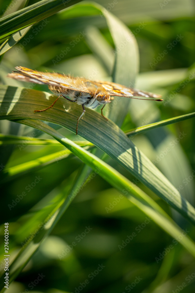 Beautiful yellow butterfly sitting on a branch of lavender. This type of insect is gathered in huge swamps and migrates from Africa to Europe Beautiful yellow butterfly sitting on a branch of lavender. This type of insect is gathered in huge swamps and migrates from Africa to Europe