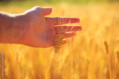 hand stroking the beautiful Golden ears of wheat ripe on a warm summer Sunny ...