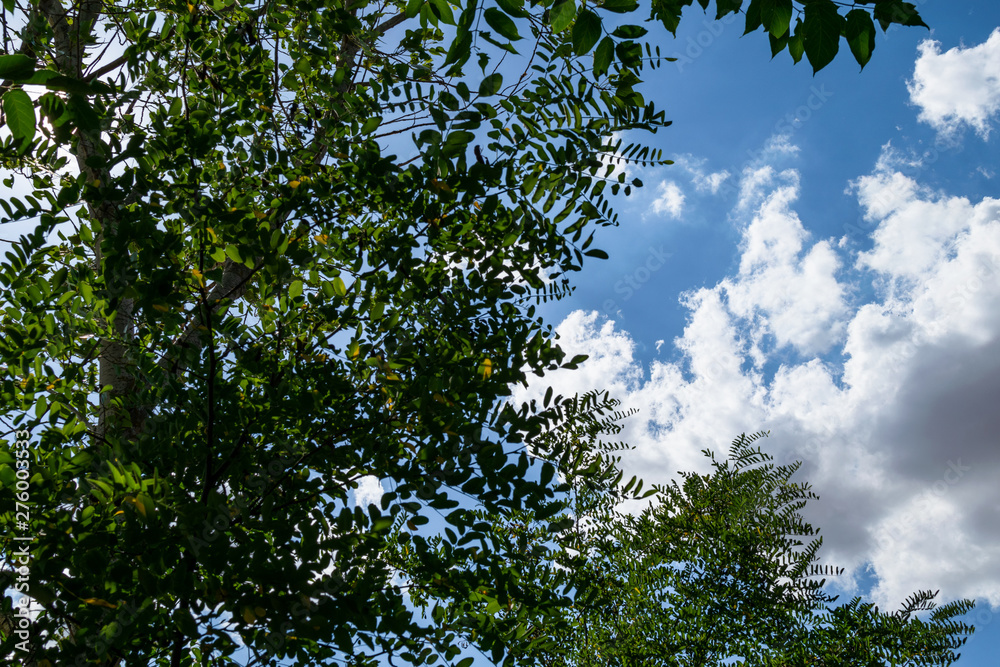 Fototapeta premium Acacia leafs in sunny day and cloudy
