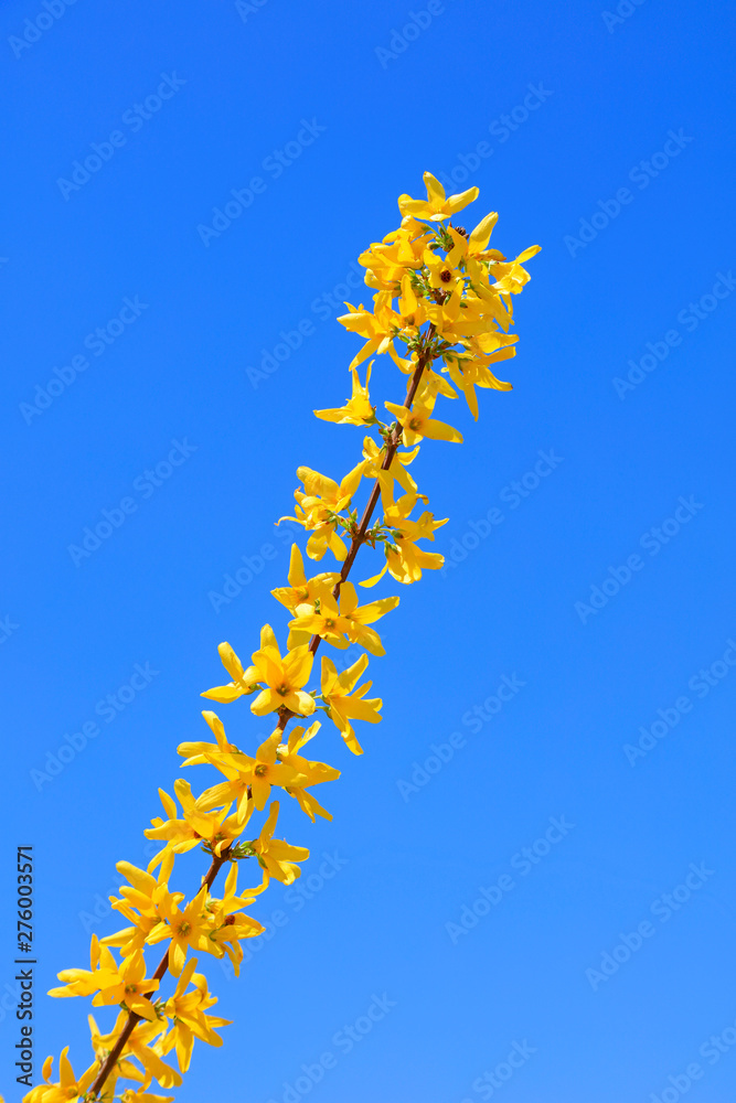 Forsythia flowers in a botanical garden Forsythia flowers in a botanical garden
