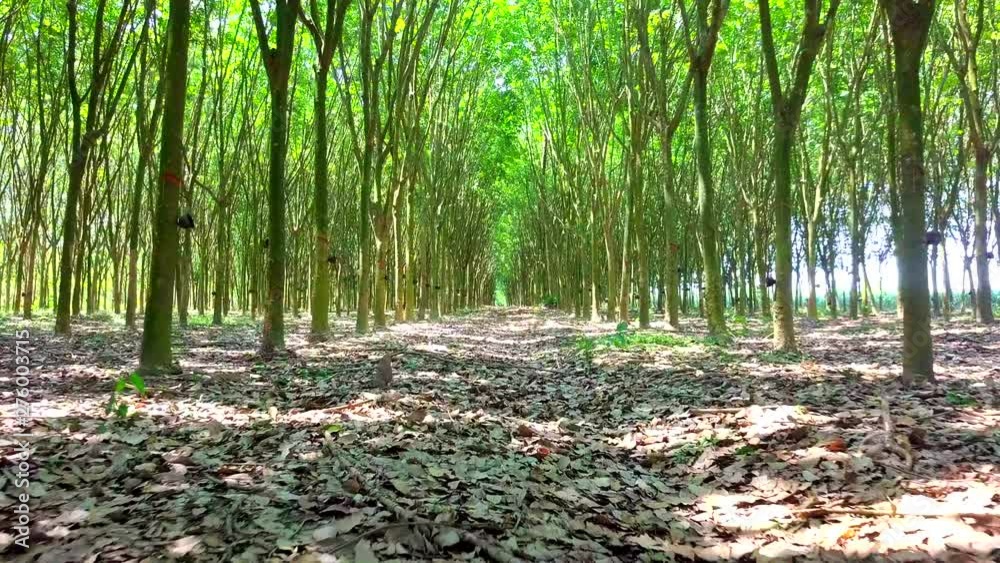 rubber plantation tree tunnel in rubber tree 