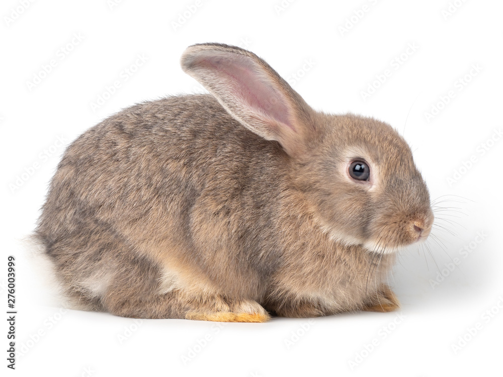 Gray cute young rabbit side view isolated on white background. Lovely young rabbit sitting.
