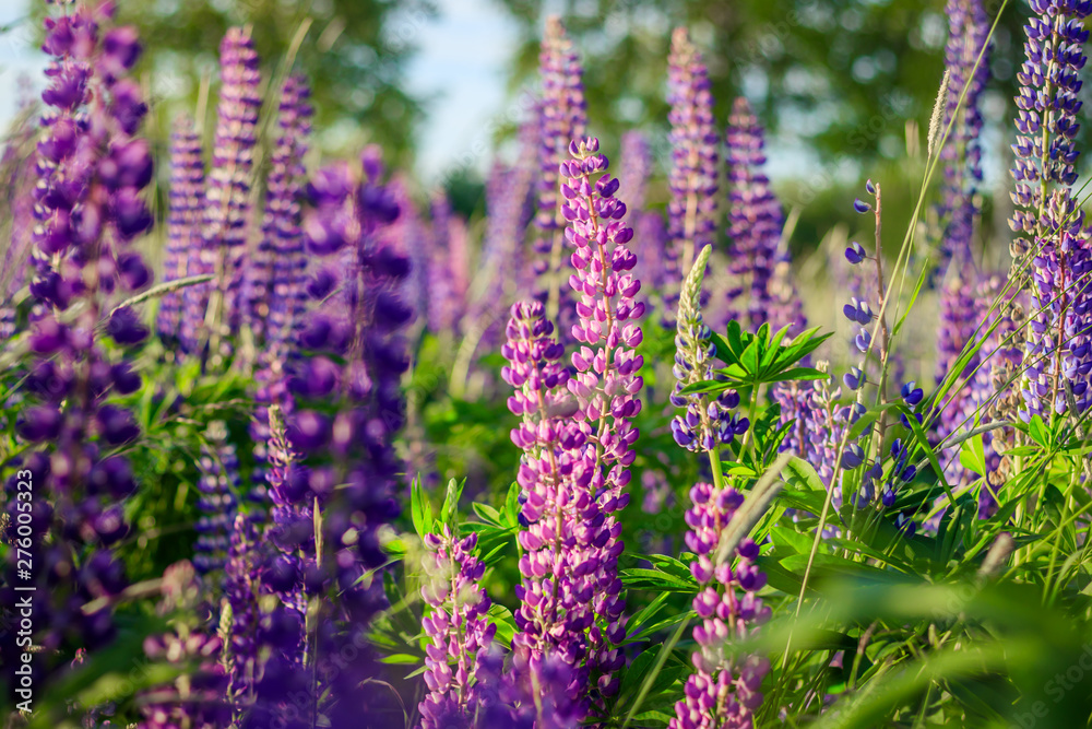 Obraz premium Lupinus, lupin, lupine field with pink purple and blue flowers. Bunch of lupines summer background