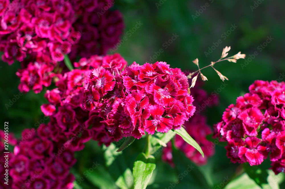 Fototapeta premium Inflorescence of several purple garden flowers - carnations
