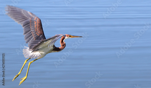 Tri Colored Heron Flies Out Over the Lake