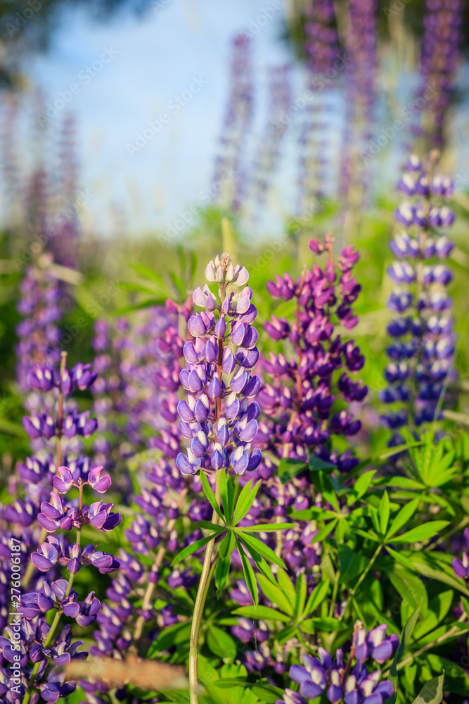 Lupinus, lupin, lupine field with pink purple and blue flowers. Bunch of lupines summer background Lupinus, lupin, lupine field with pink purple and blue flowers. Bunch of lupines summer background