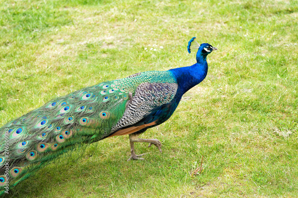 Obraz premium The royal beauty of the jungle. Peacock bird. Peacock or male peafowl with extravagant plumage. Beautiful peacock with eyespotted tail feathers. Wild peacock walking on green grass