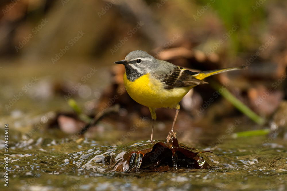 Bird on the background of a mountain stream. Grey wagtail (Motacilla cinerea). Bieszczady. Poland Bird on the background of a mountain stream. Grey wagtail (Motacilla cinerea). Bieszczady. Poland