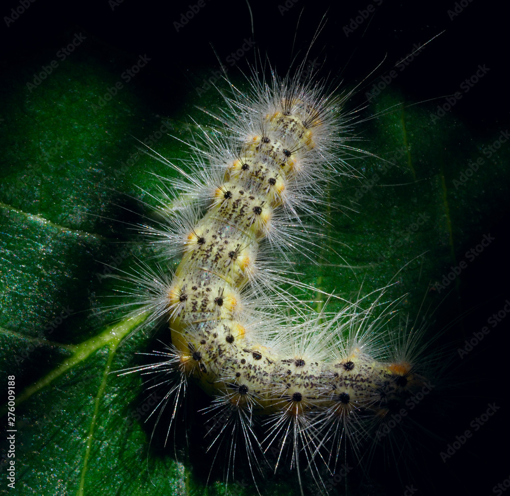 Fototapeta premium The caterpillar sits on a green leaf. Nature, macro.