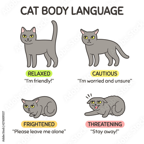 Cat body language