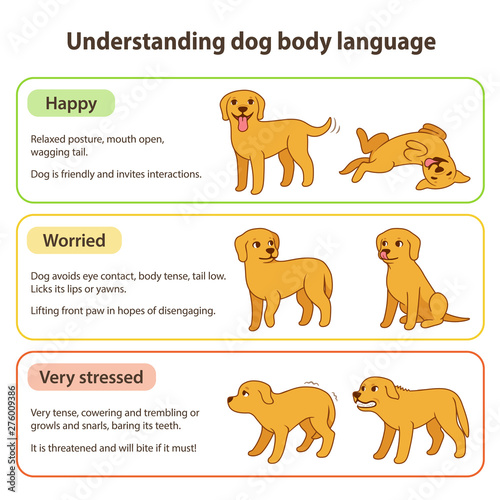 Dog body language