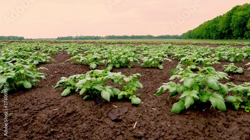 potato plantations . Rows of young potato bushes grow on the farm. Young green sprouts of potatoes are growing on the field. Farming. Agriculture. organic, selective vegetables photo