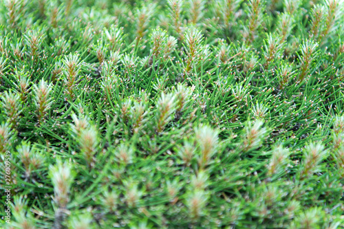 Stop the chop. Pine or conifer plant. Evergreen pine tree. Young pine needles on blurred background. Branches of pine
