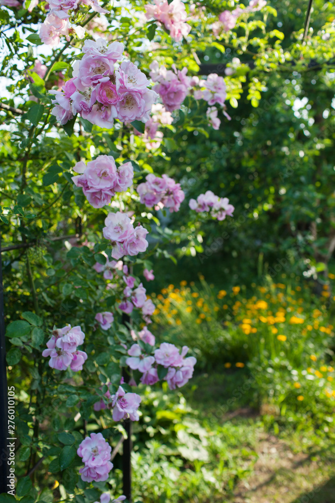 Rose flower photo. Beautiful spring or summer bloomingrose plant. Flower blossom bright image. Rose bush bloom.Selective focus, blurred background Rose flower photo. Beautiful spring or summer bloomingrose plant. Flower blossom bright image. Rose bush bloom.Selective focus, blurred background