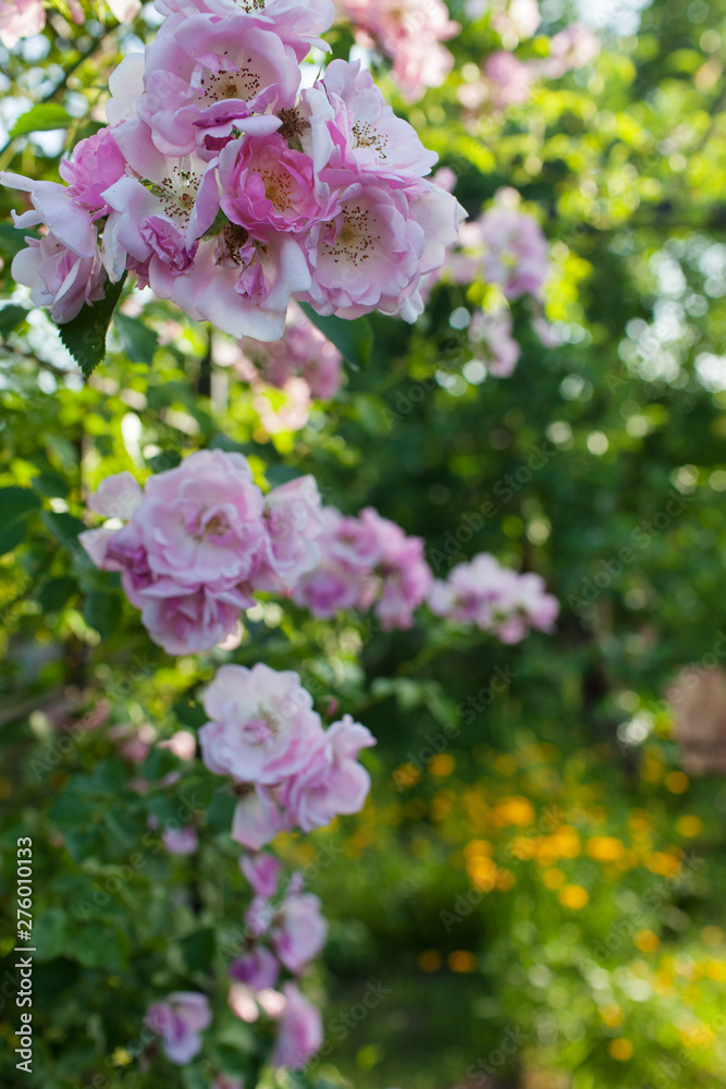 Rose flower photo. Beautiful spring or summer bloomingrose plant. Flower blossom bright image. Rose bush bloom.Selective focus, blurred background Rose flower photo. Beautiful spring or summer bloomingrose plant. Flower blossom bright image. Rose bush bloom.Selective focus, blurred background