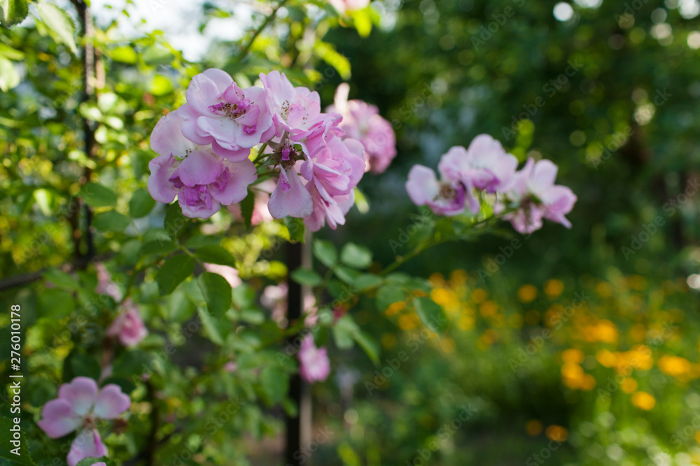 Rose flower photo. Beautiful spring or summer bloomingrose plant. Flower blossom bright image. Rose bush bloom.Selective focus, blurred background Rose flower photo. Beautiful spring or summer bloomingrose plant. Flower blossom bright image. Rose bush bloom.Selective focus, blurred background