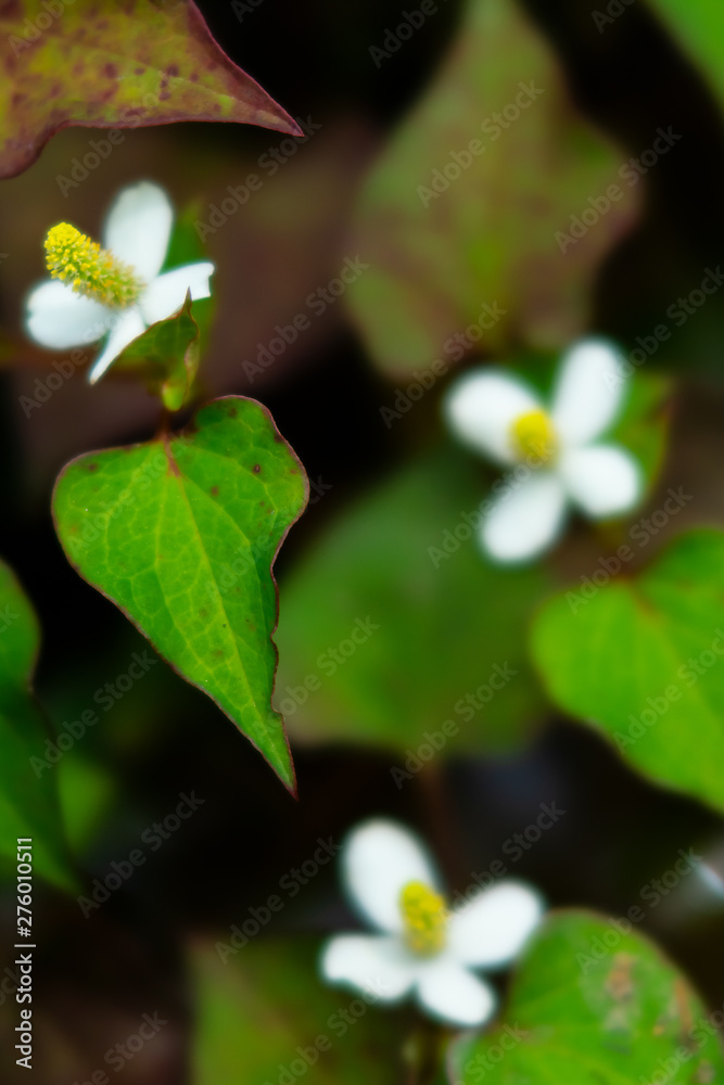 どくだみが咲くDSC2343