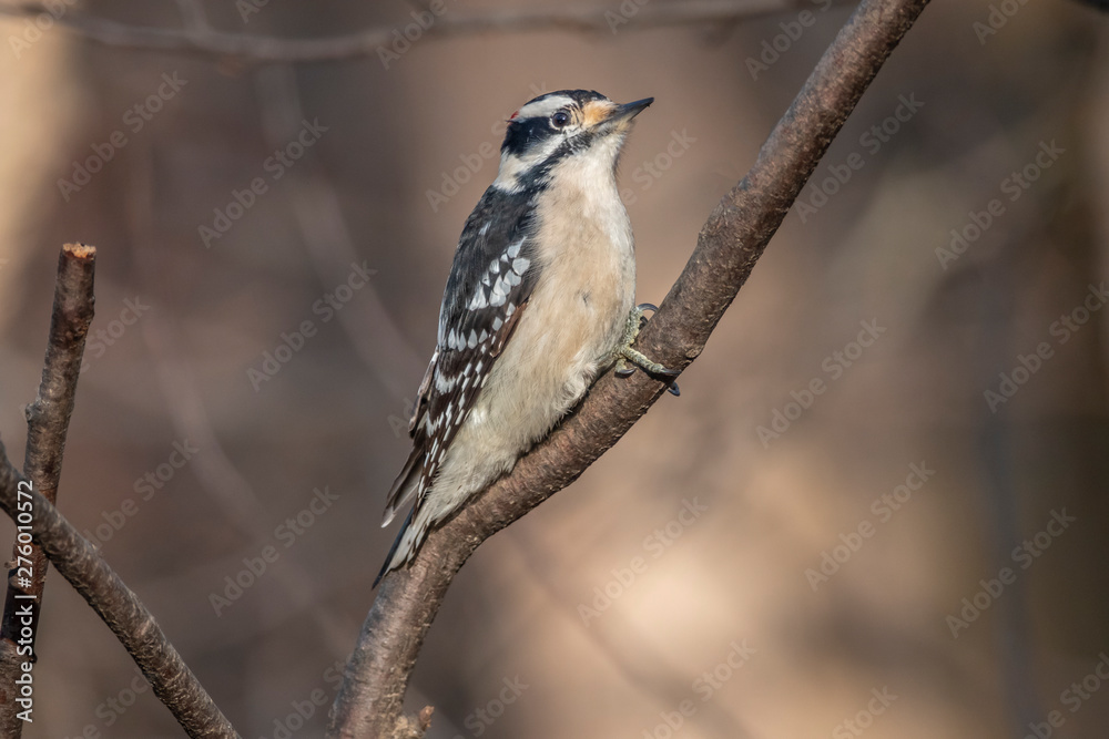 Fototapeta premium downy woodpecker,Dryobates pubescens