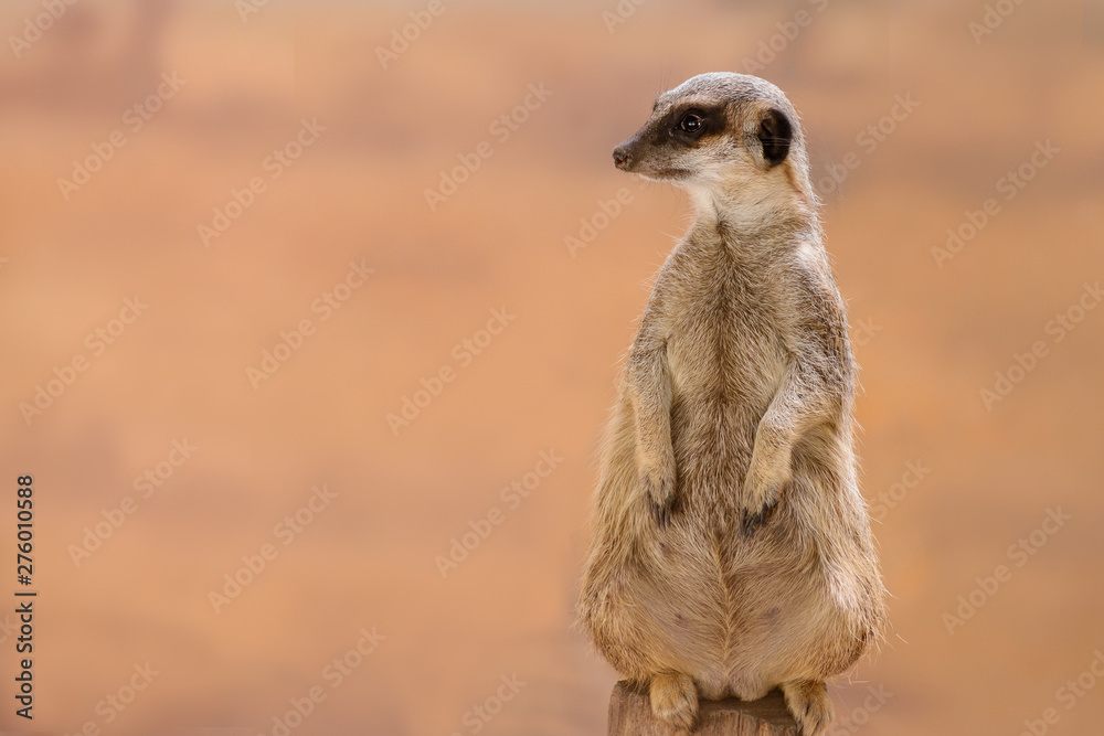Fototapeta premium A cute Meerkat (Suricata suricatta), standing on two legs, watches his area. Also known as the suricate.