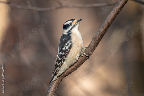 downy woodpecker,Dryobates pubescens