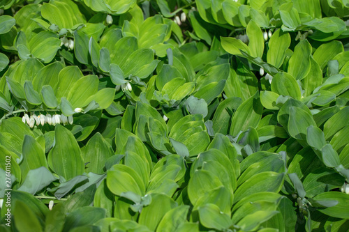 Green leaf texture. Angular Solomon's seal, polygonatum in the garden on a green background. A perennial plant with beautiful white flowers © miss.lemon