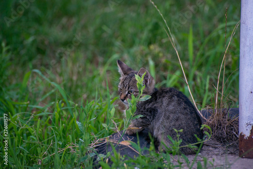 Gray and black kittens play on a good day © mr2853