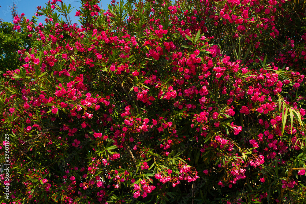  amazing red flowers of oleander against a clean blue sky in Ayia Napa Cyprus