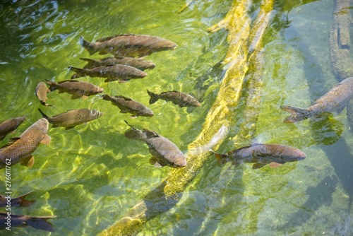 Fishes in the pond in shiny day close up © buenafoto