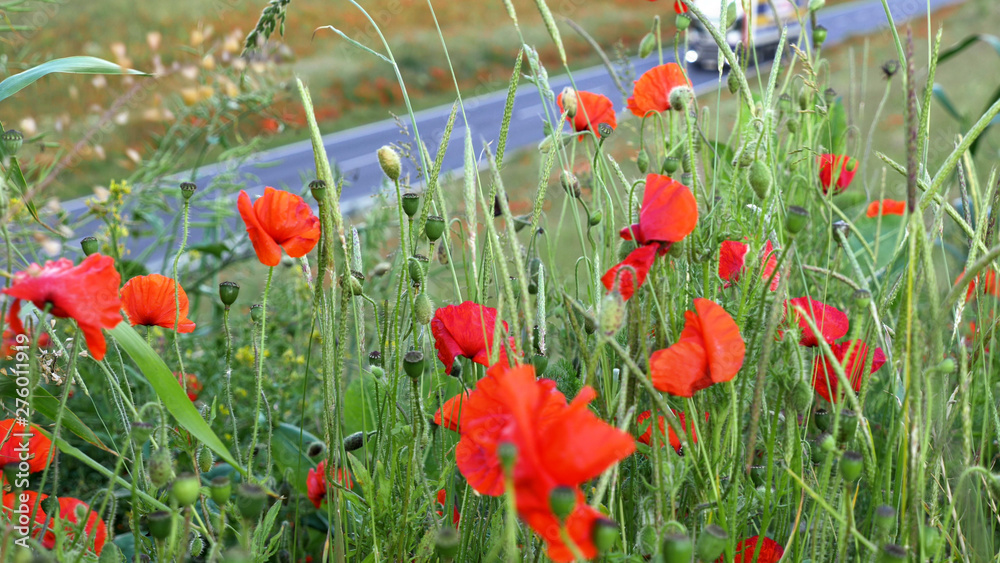 Obraz premium Poppy field over uk motorway traffic on background