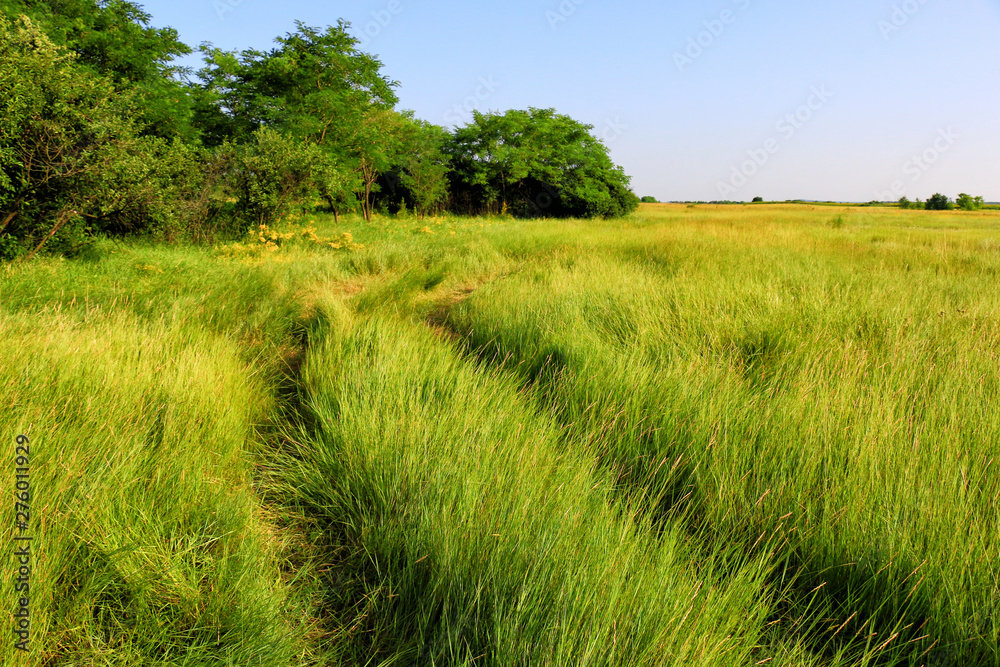 Obraz premium Summer meadow, small trail through high grass